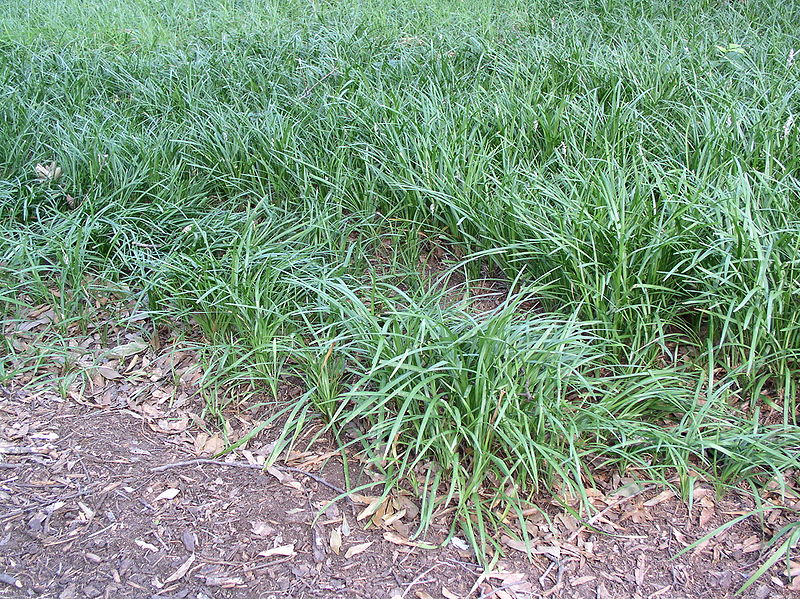 How to care for monkey grass